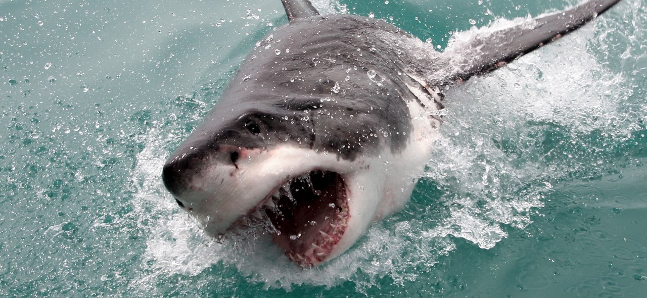 Shark-Cage-9