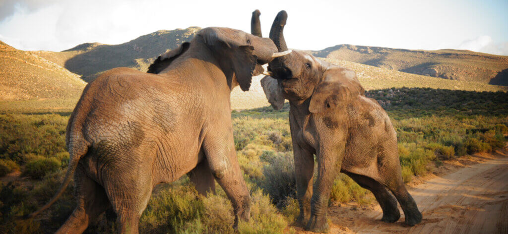Aquila Elephants 1