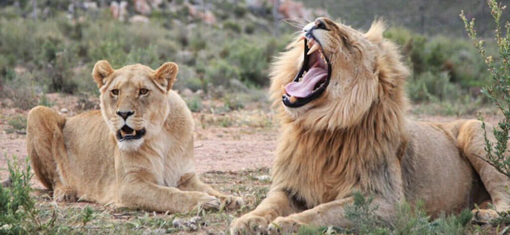 Aquila Lion