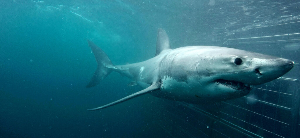 Shark Cage 7