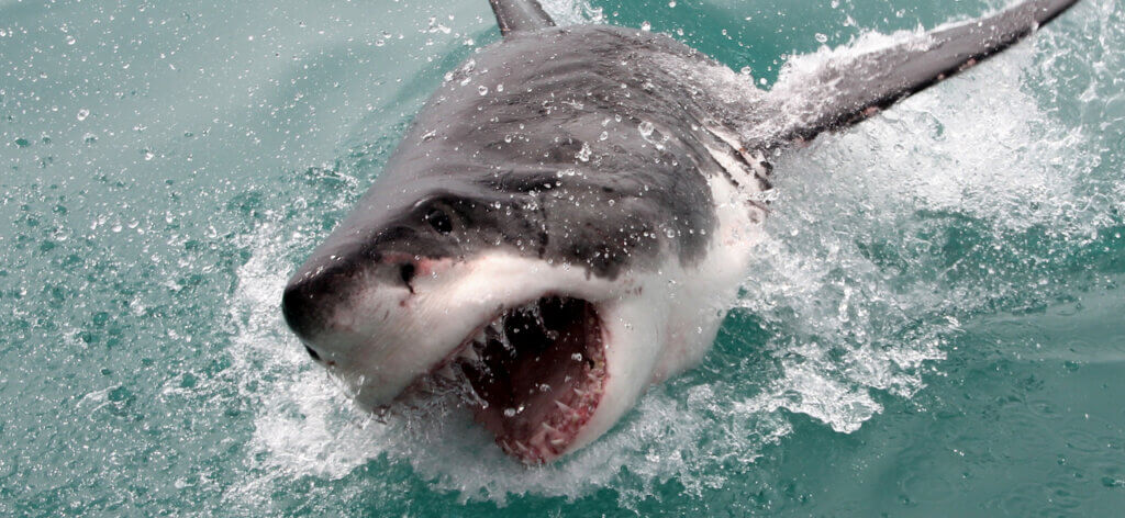 Shark Cage 9