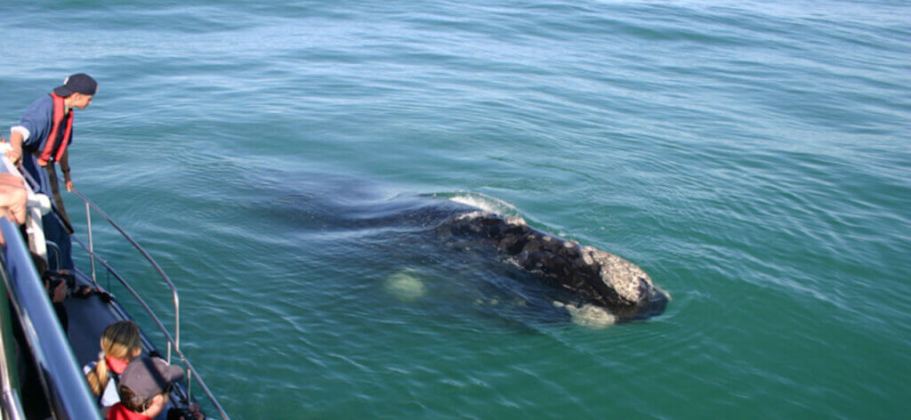 Whale 4