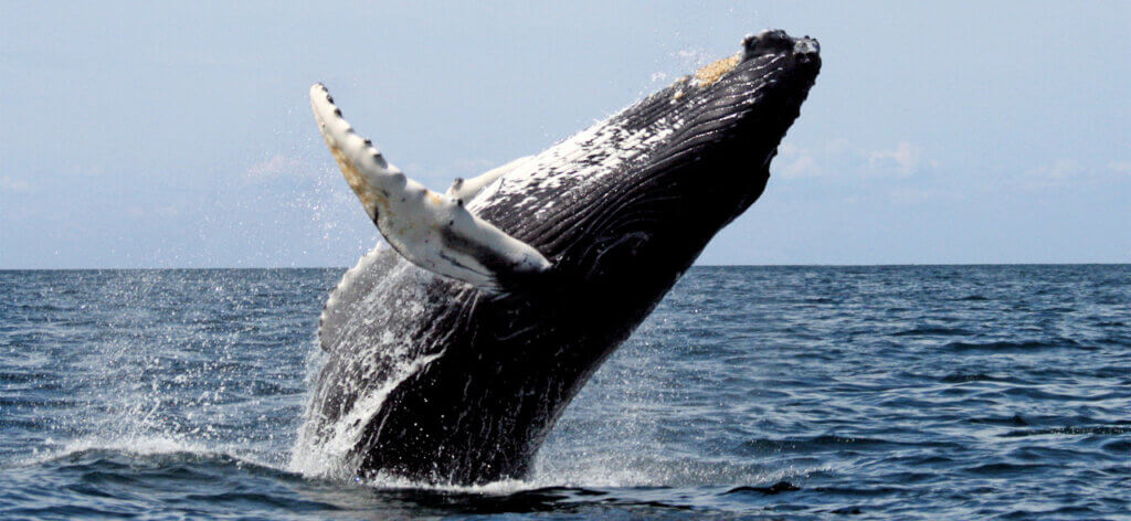 Whale 7 1