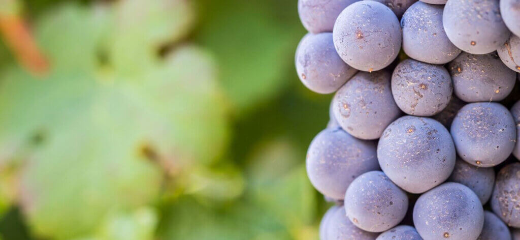 Winelands Grapes 1
